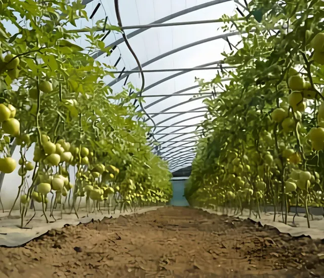 Raisagro Solex LD landbouwfolie op rol